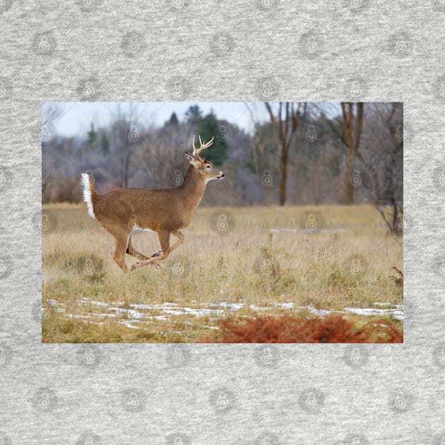 Deer Run - White-tailed deer by Jim Cumming